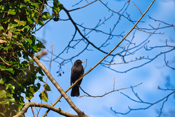 Black bird in a tree watching down.