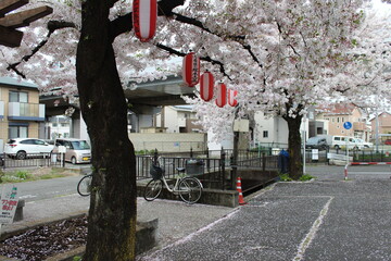 Takasaki Sakura Cherry Blossoms and Lanterns - April 3rd, 2021