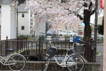 Takasaki Sakura Cherry Blossoms and Lanterns - April 3rd, 2021