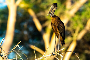 African openbill sits on a branch above the Zambezi River in Zambia