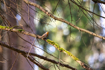 Orange bird. Small bird with orange spot.