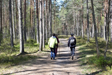 Fototapeta premium hiking in the forest