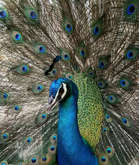 Obraz premium Beautiful blue peacocks with brightly colored wings