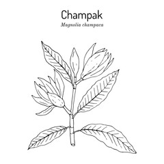Champak or yellow jade orchid tree magnolia champaca , medicinal plant