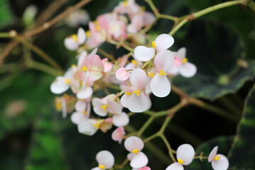 white flowers in the garden
