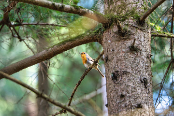 Orange bird. Small bird with orange spot.