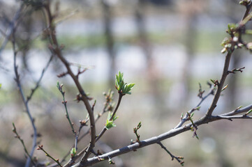 The first green leaf in the spring forest