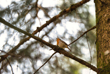 Orange bird. Small bird with orange spot.
