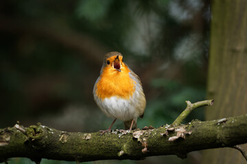 robin on a branch singing joyfully with beak wide open