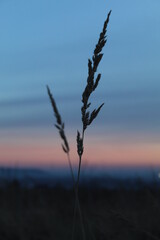 sunset in the steppe