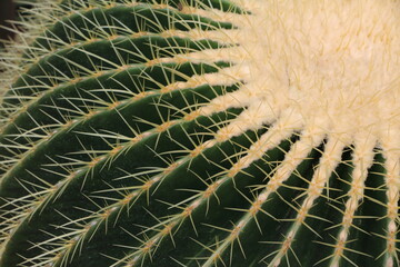 close up of cactus