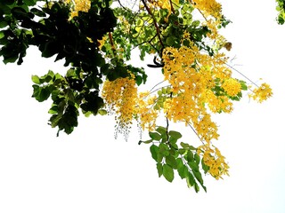 autumn tree branch, yellow flower. 