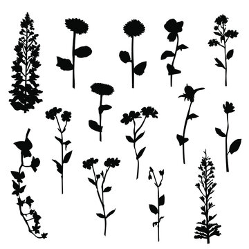 Vector silhouettes of garden and field spring flowers with leaves, flowering plants, twigs, floral designe, hand drawing, black color, isolated on a white background