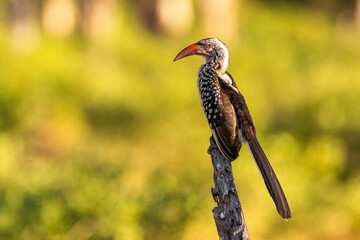 red billed hornbill sits on a pole in Mana Pools Park, Zimbabwe