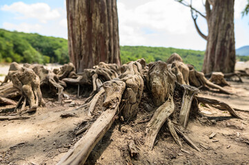Old dry cypress roots sticking out of the ground. Selective focusing to the foreground.
