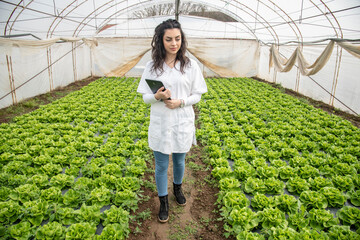 Woman in the garden. A beautiful young girl in a field of lettuce
