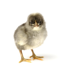 small gray chicken isolated on white background