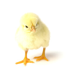 little chicken isolated on white. homemade chicken