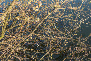 Fototapeta na wymiar Pussy-willow tree branches in spring over the lake.