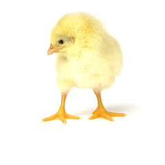 little chicken isolated on white. homemade chicken