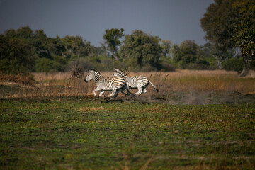 Zebra family in Okavango Delta of Botswana, Southern Africa.