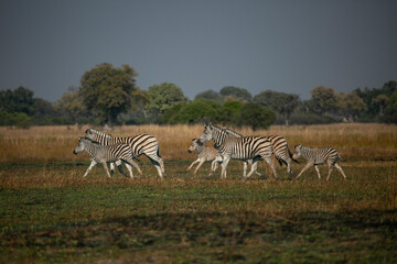 Fototapeta na wymiar Zebra family in Okavango Delta of Botswana, Southern Africa.