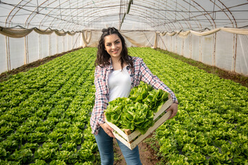 Woman in the garden. Woman holding a basket of vegetables. A full basket of lettuce ready for sale.