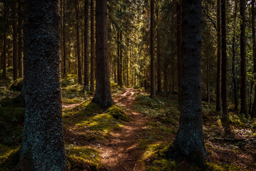 Nature path in the moody forest. 