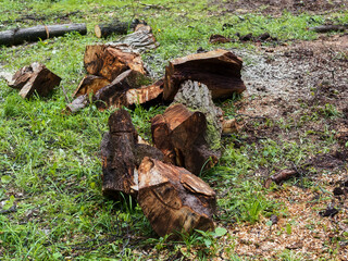 Fototapeta premium sawed old trees in the park in spring