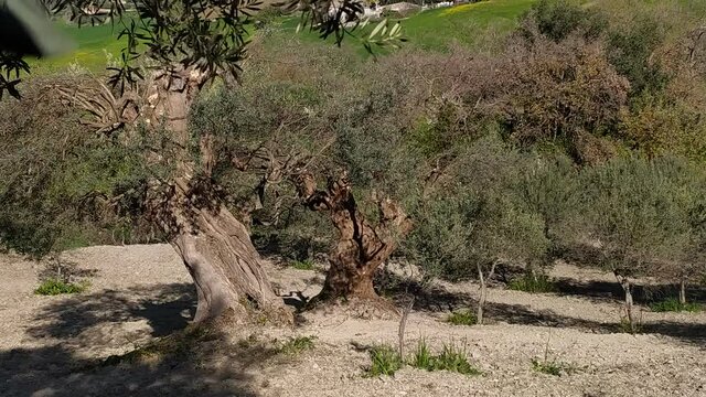 Secular olive tree