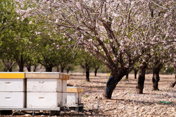 beehives and blooming almonds