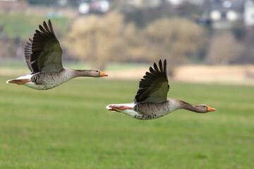Makro von zwei fliegenden Graugänse an der Lahn zwischen Heuchelheim und Allendorf in Hessen, Deutschland