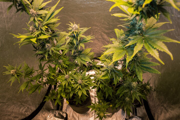 Fototapeta na wymiar Marijuana bushes growing in growbox