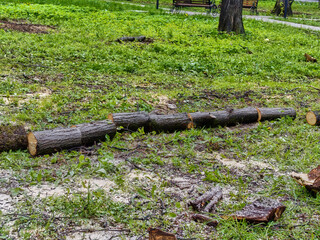 sawed old trees in the park in spring