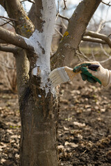 The hand in the glove is covered with a brush with white trunk of a tree