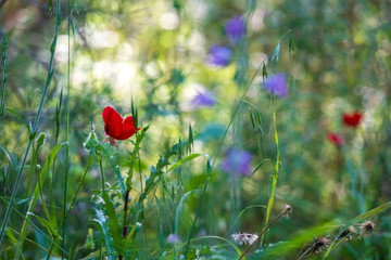 flowers