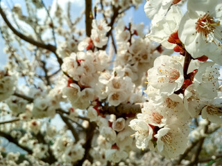 Branches of blossoming apricot with soft focus. Blossoming apricot orchard in spring.