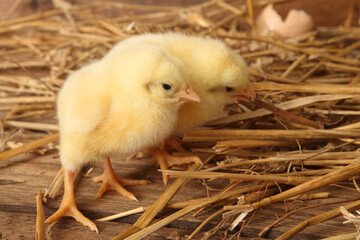 poultry farming - the newly hatched yellow chicks