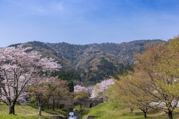 岐阜県揖斐郡池田町　霞間ヶ渓の桜1