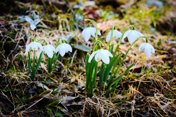 Spring snowflake flower