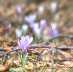 Crocuses in their natural environment