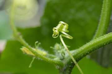 元気にクルクルと蔓を伸ばして成長するつる植物。