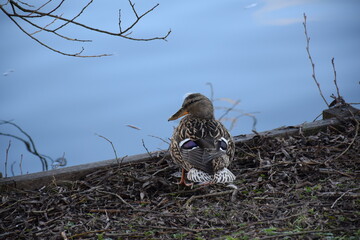 Rear view of female duck sitting at the water edge of a pond, head turned sideways, Copenhagen, Denmark