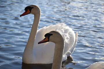 Close up side profile view of a pair of white whooper swans in lake during springtime, Copenhagen, Denmark