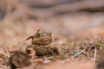 Erdkrötenmännchen auf Brautschau
