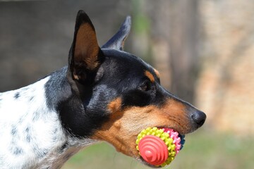 Mein kleiner spanischer Hund beim spielen im Garten