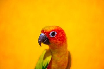 Sun Conure Parrot on mountain and Orange background