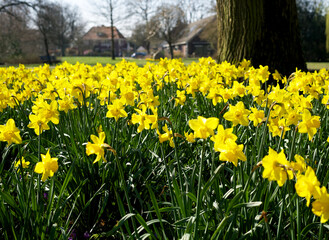 Obraz premium field with blooming yellow daffodils in the spring