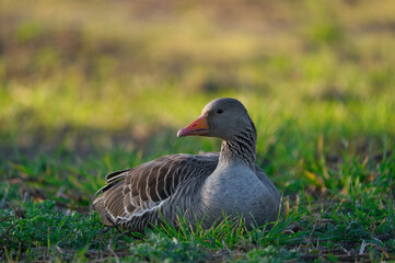the a portrait of a greylag goose Anser Anser at the morning