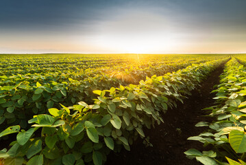 Obraz premium Open soybean field at sunset.